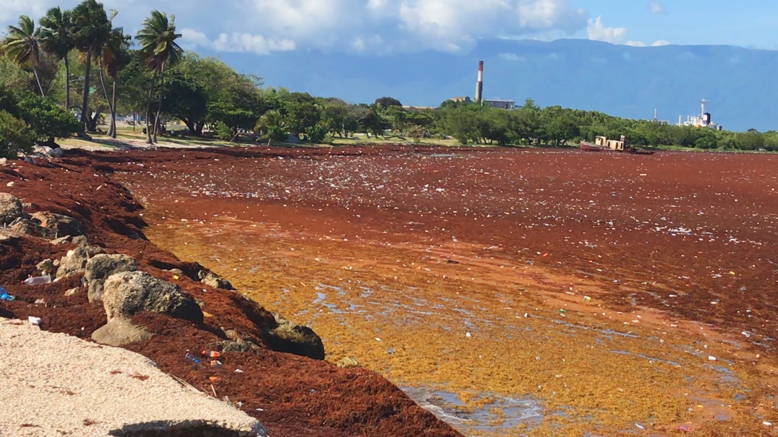 Thick brown sargassum seaweed covering the water and shoreline of a bay in the Dominican Republic